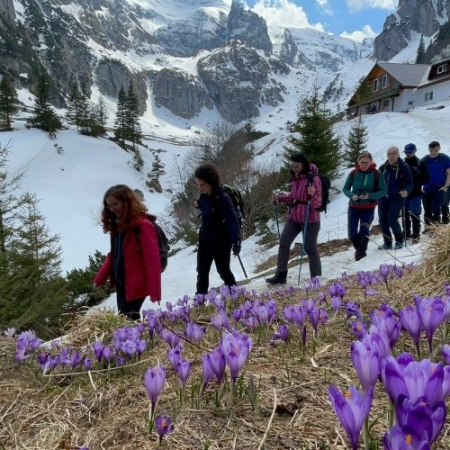 Brândușe la Cabana Mălăiești [1]