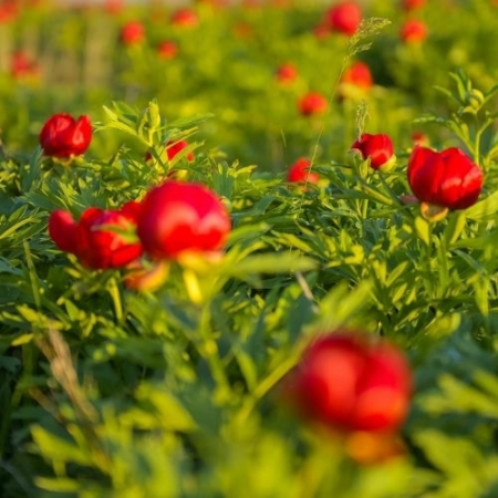 Bujorii de pe Muntele Consul & Babadag [1]