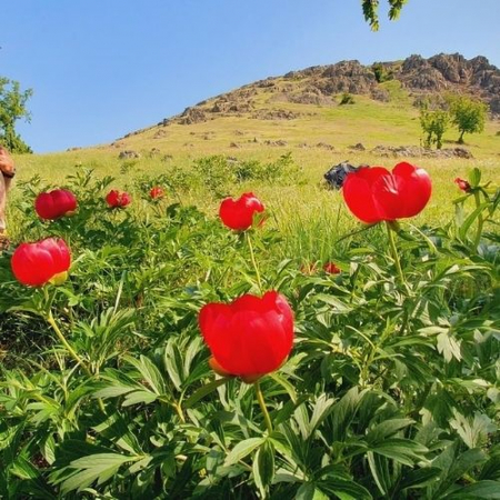 Bujorii de pe Muntele Consul & Babadag [2]