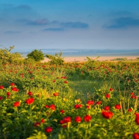 Drumeții - Bujorii de pe Muntele Consul & Babadag