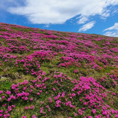 Rhododendron pe Culmea Bratocea și Vârful Ciucaș [3]