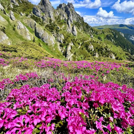 Drumeții - Rhododendron pe Culmea Bratocea și Vârful Ciucaș