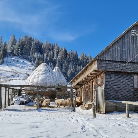 Gogoși de Iarnă la Fundata & Fundățica [2]