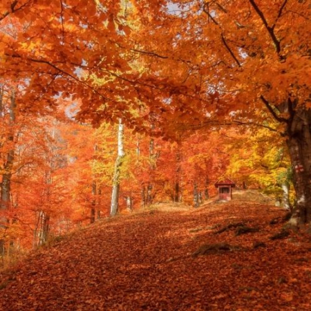 Drumeție Ruginie în Munții Baiului [1]