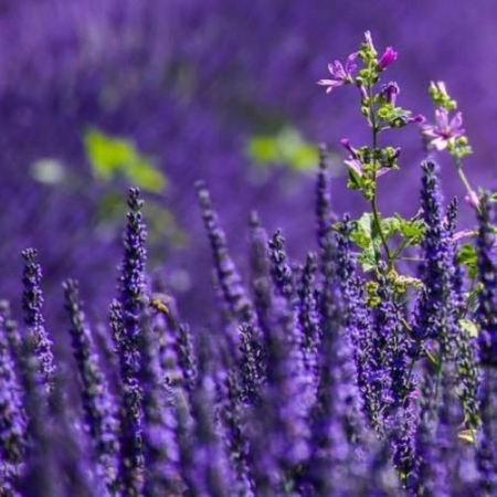 Drumeții - Explozie de Violet în Grădina de Lavandă