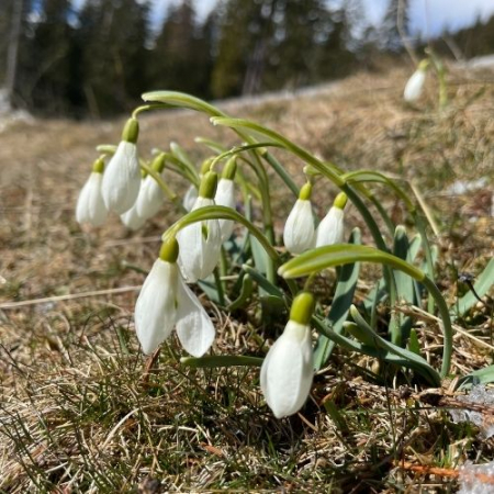 În căutarea Ghioceilor de pe Măgurile Branului [1]