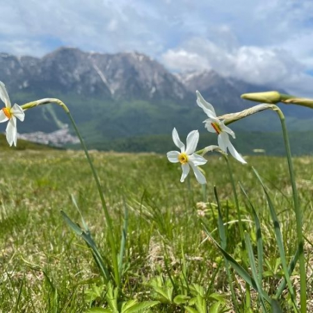 Narcisele din Munții Baiului [5]