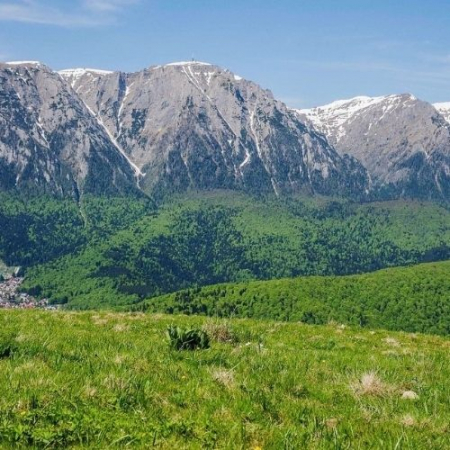 Narcisele din Munții Baiului [4]