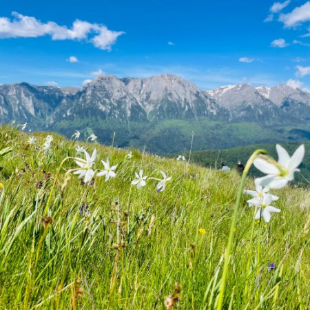 Drumeții - Narcisele din Munții Baiului