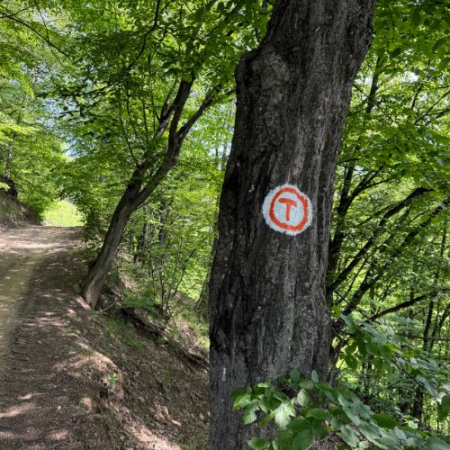 Via Transilvanica - Terra Borza Teutonica și Mâncarea la Ceaun [3]