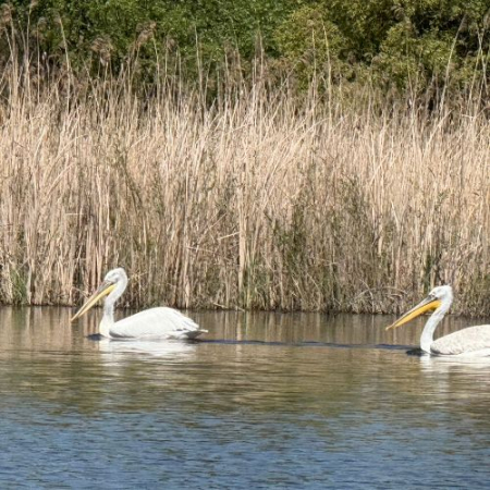 Excursie de 1 zi în Delta Dunării [9]