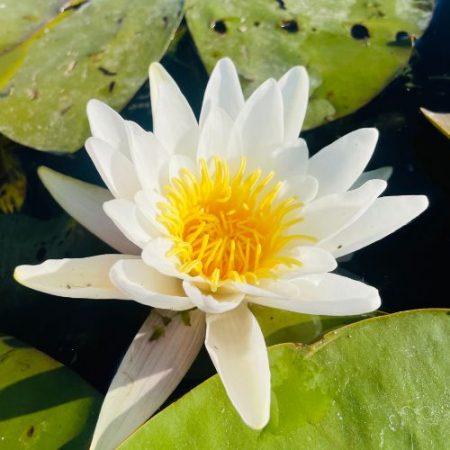 Excursie de 1 zi în Delta Dunării [6]