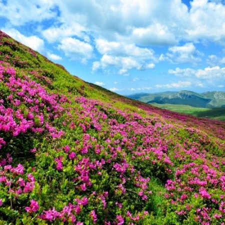 Rhododendron pe Muntele Furnica și Vârful cu Dor [4]