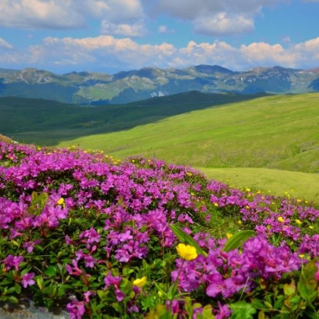 Rhododendron pe Muntele Furnica și Vârful cu Dor [7]