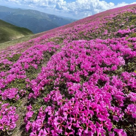 Drumeții - Rhododendron pe Muntele Furnica și Vârful cu Dor