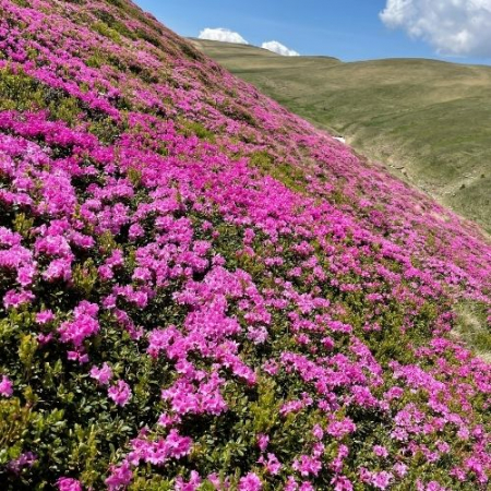 Rhododendron pe Muntele Furnica și Vârful cu Dor [2]
