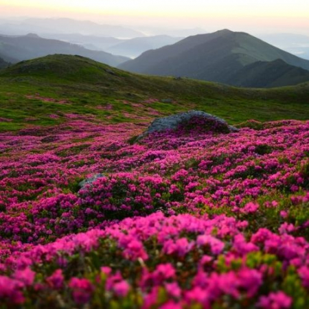 Parfumul Bujorilor Sălbatici - Muntele Roșu (Munții Ciucaș) [1]