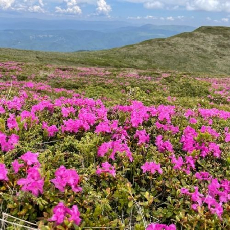 Parfumul Bujorilor Sălbatici - Muntele Roșu (Munții Ciucaș) [5]