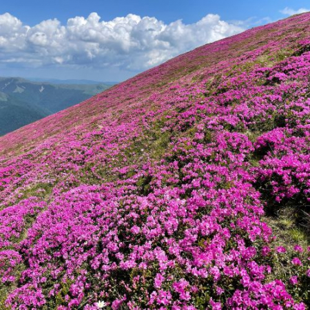 Parfumul Bujorilor Sălbatici - Muntele Roșu (Munții Ciucaș) [2]