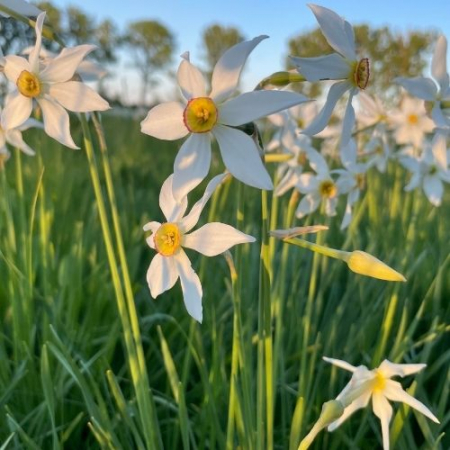 Poiana Narciselor, Templul Dorințelor și Piramidele de la Șona [7]