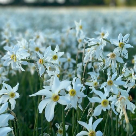 Drumeții - Poiana Narciselor, Templul Dorințelor și Piramidele de la Șona