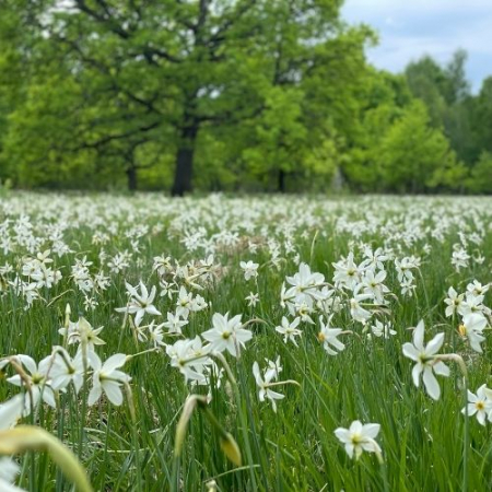 Poiana Narciselor, Templul Dorințelor și Piramidele de la Șona [1]