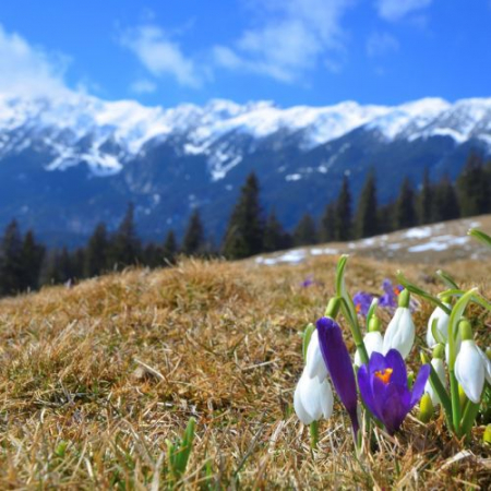 Drumeții - Primăvara în Piatra Craiului - Șaua Crăpăturii