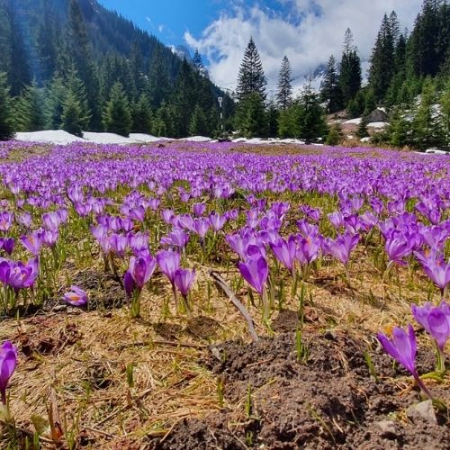 Raiul Brândușelor de pe Valea Sâmbetei  [2]