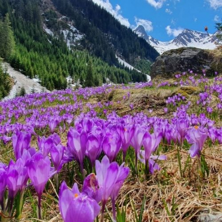 Drumeții - Raiul Brândușelor de pe Valea Sâmbetei 