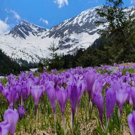 Raiul Brândușelor de pe Valea Sâmbetei  [1]