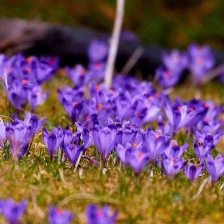 Raiul Brândușelor din Piatra Craiului [3]