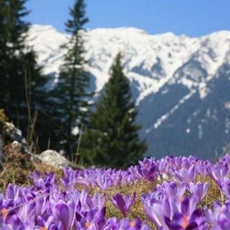 Drumeții - Raiul Brândușelor din Piatra Craiului