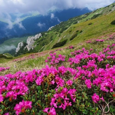 Rhododendron la Vârful Bătrâna [3]