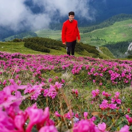 Rhododendron la Vârful Bătrâna [4]