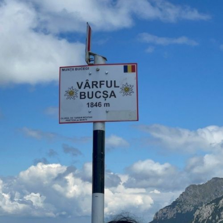 Rhododendron pe Vârful Bucșa [2]