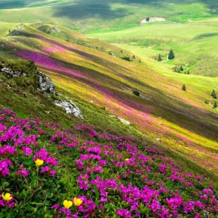 Drumeții - Rhododendron pe Vârful Bucșa