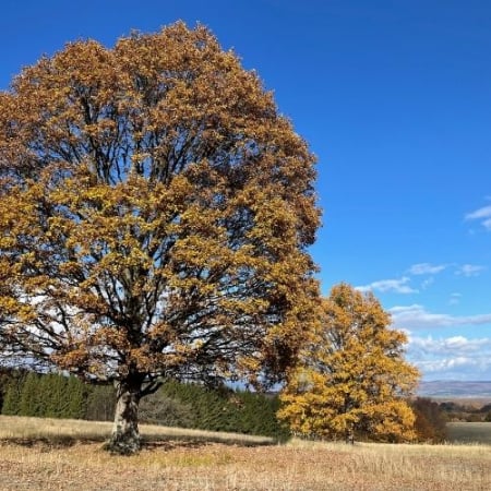 Toamna Ruginie în Munții Baraolt [6]