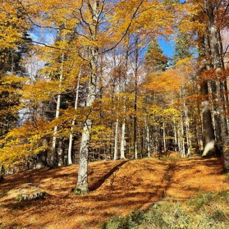 Toamna Ruginie în Munții Baraolt [1]