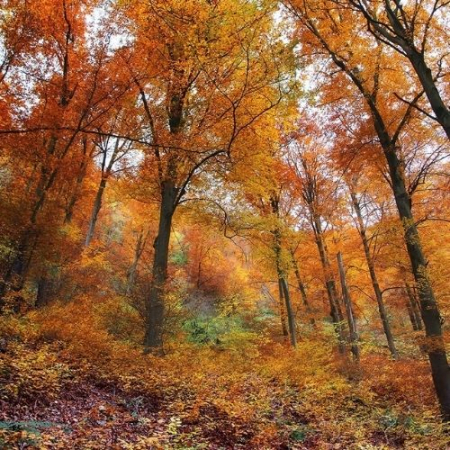Toamna Ruginie în Munții Baraolt [2]