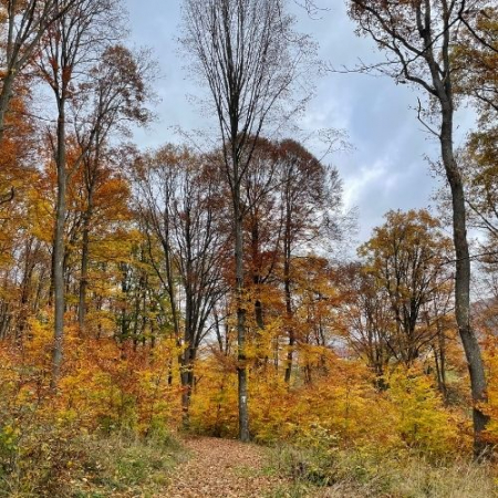 Toamna Ruginie în Munții Baraolt [7]