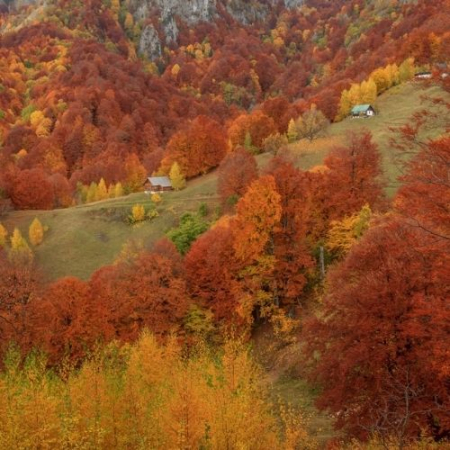 Toamna Ruginie în Buila Vânturarița [4]