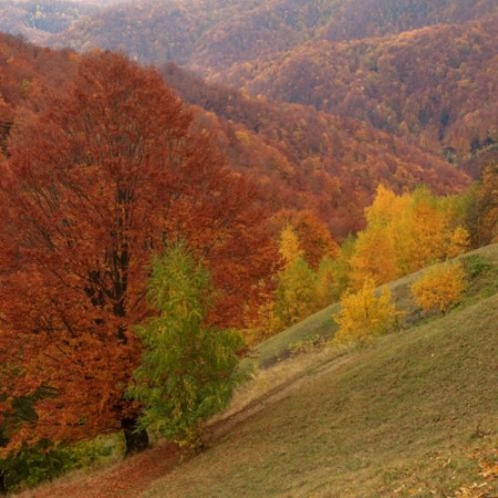 Toamna Ruginie în Buila Vânturarița [6]