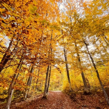 Drumeții - Toamna Ruginie în Munții Baraolt