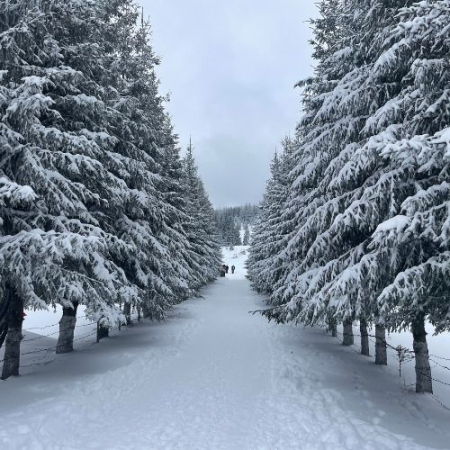 Nebun de Alb pe Vârful Grecului și la Cabana Diham [8]