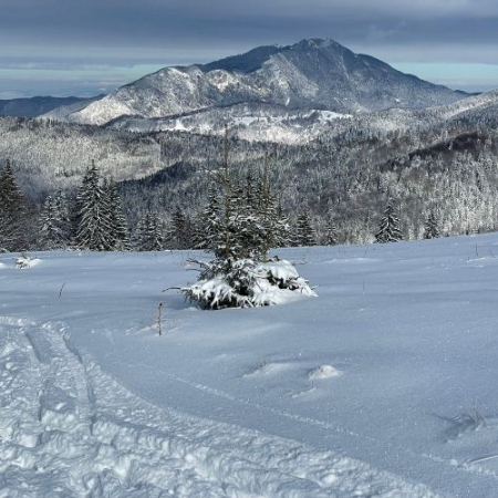 Nebun de Alb pe Vârful Grecului și la Cabana Diham [6]