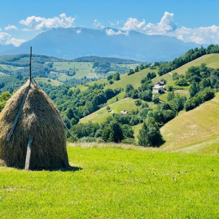 Verde Crud din Măgura Codlei până în satul Holbav  [3]
