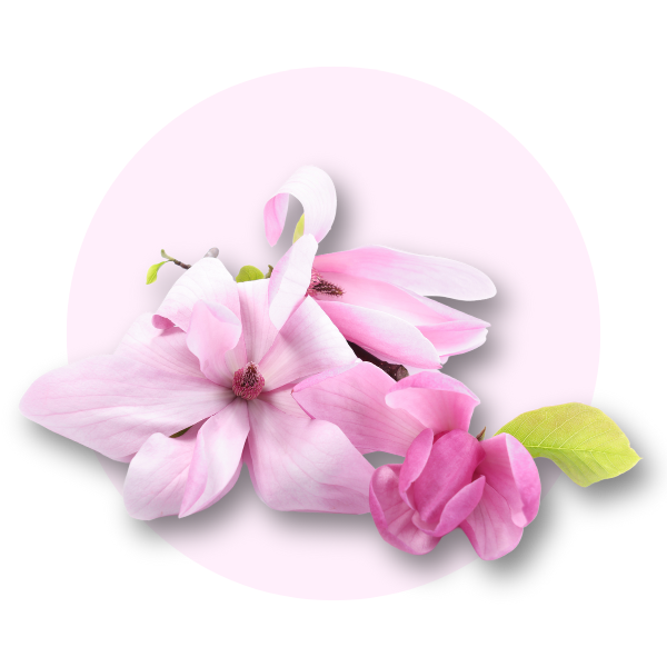 Magnolii