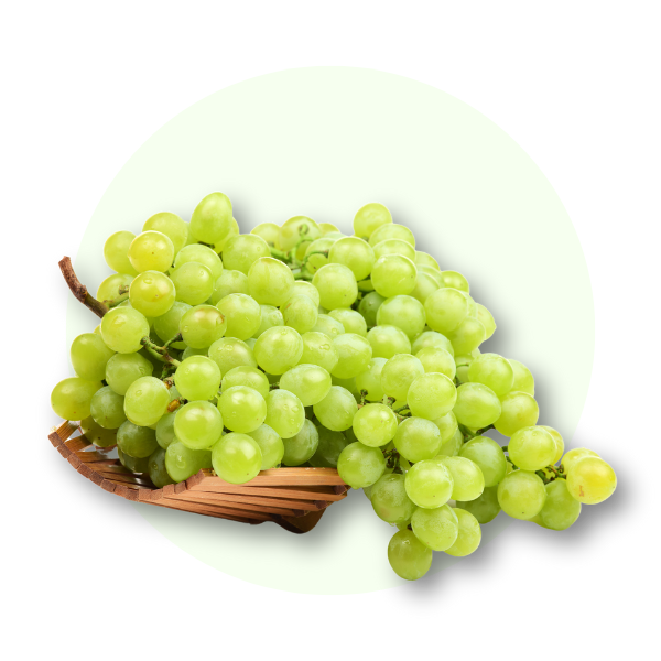 Viță de vie
