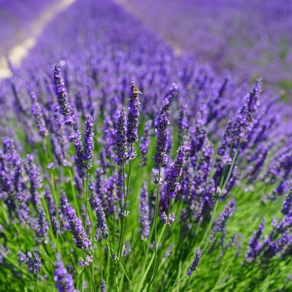 20 buc. Pachet Lavandă Mov Angustifolia - Butași 20-30 cm (Rădăcină Liberă) [2]