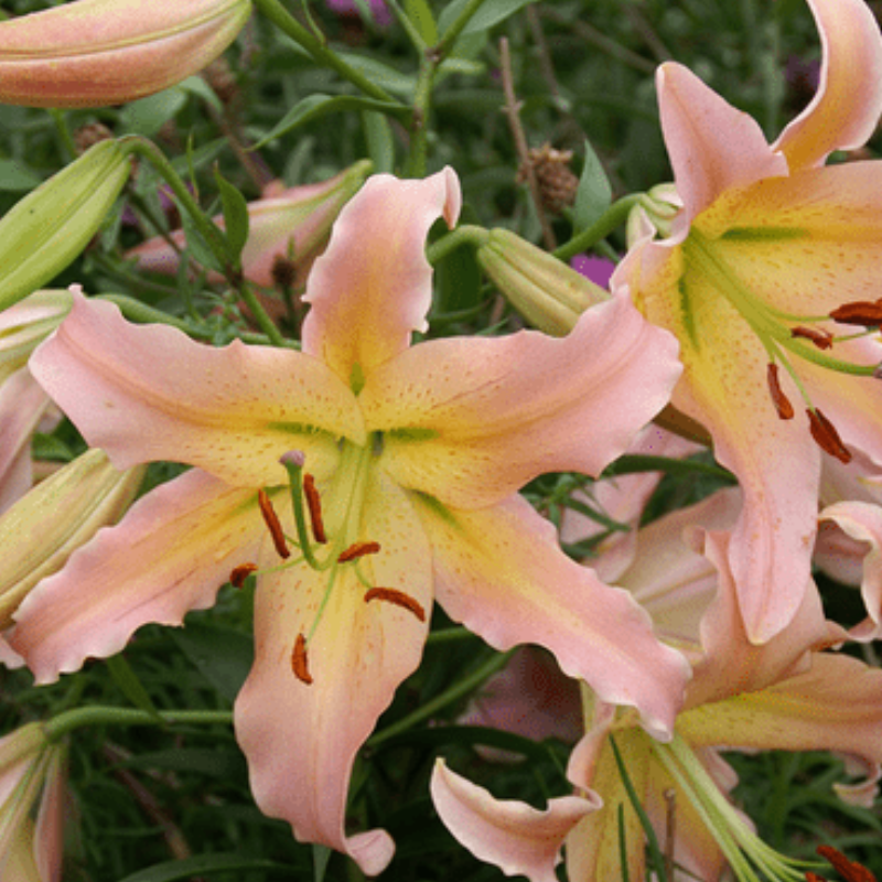 20buc. Pachet Bulbi Crini Orientali [2]